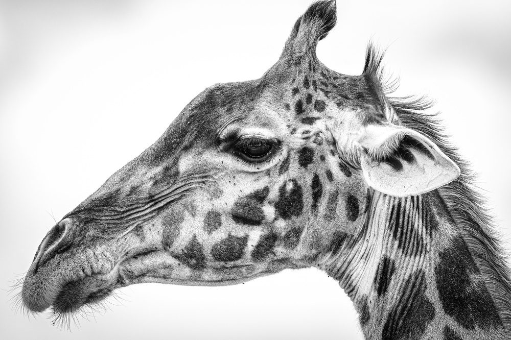 Massai-Giraffe von Jeffrey C. Sink