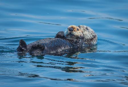 Otter sonnen sich in der Sonne Alaskas