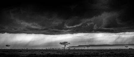 Serengeti-Sturm - Monochrom