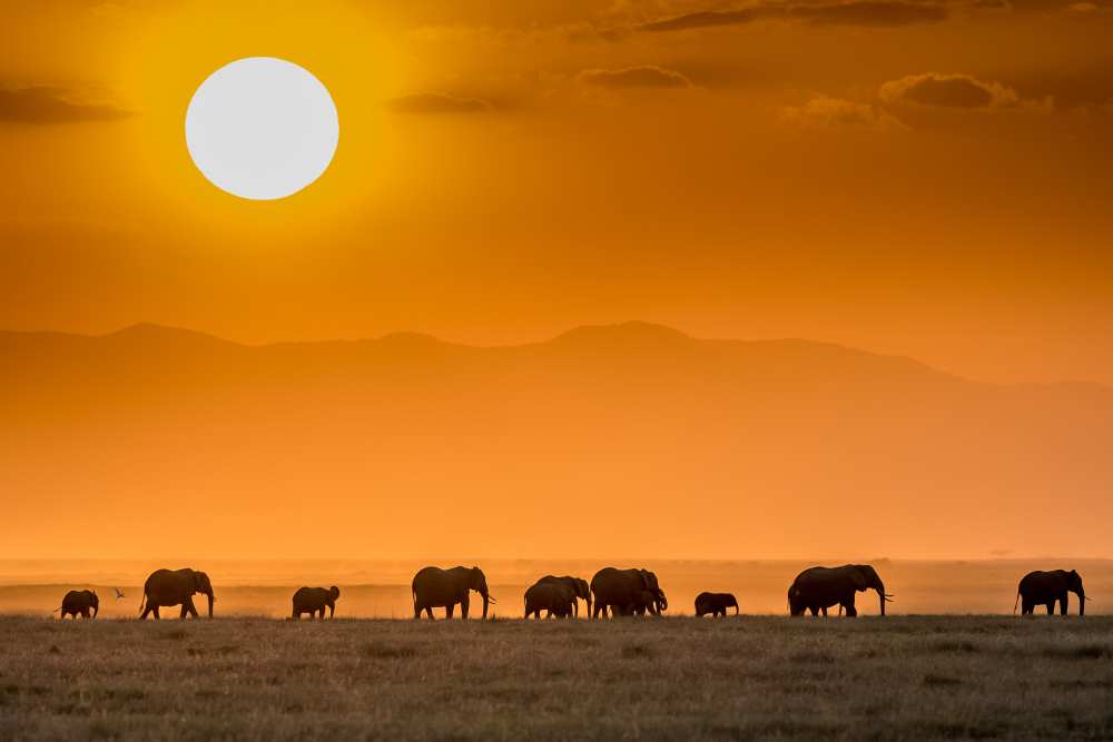 Sunrise over Amboseli von Jeffrey C. Sink