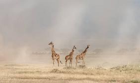 Weathering the Amboseli Dust Devils