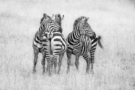 Zebras in Monochrom