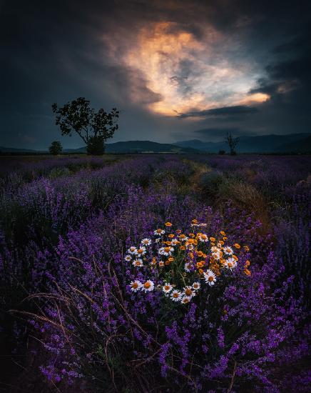 Lavendelsonnenuntergang