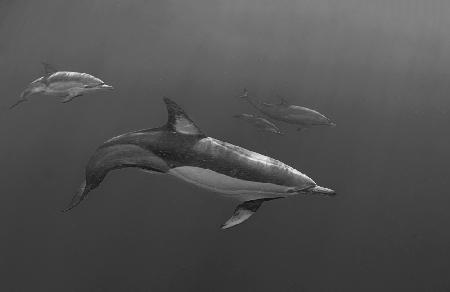Mama und Baby raus (Delfin)