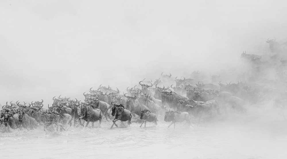 Migration (Gnus überqueren den Fluss) von Jennifer Lu