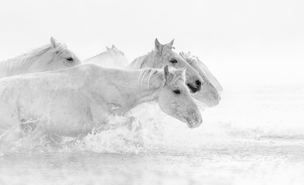 Weiße Pferde von Jennifer Lu