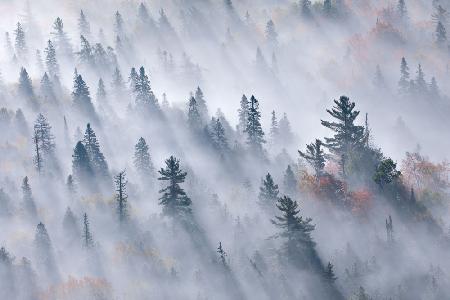 Bäume im Nebel gehüllt