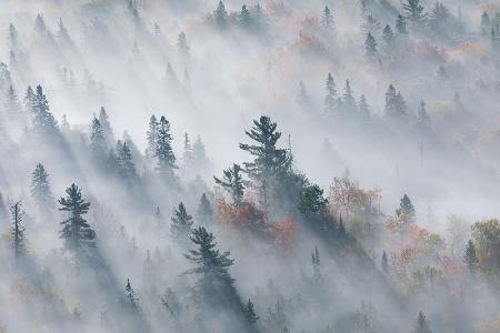 Der Nebel der Stille,der Nebel der Illusion