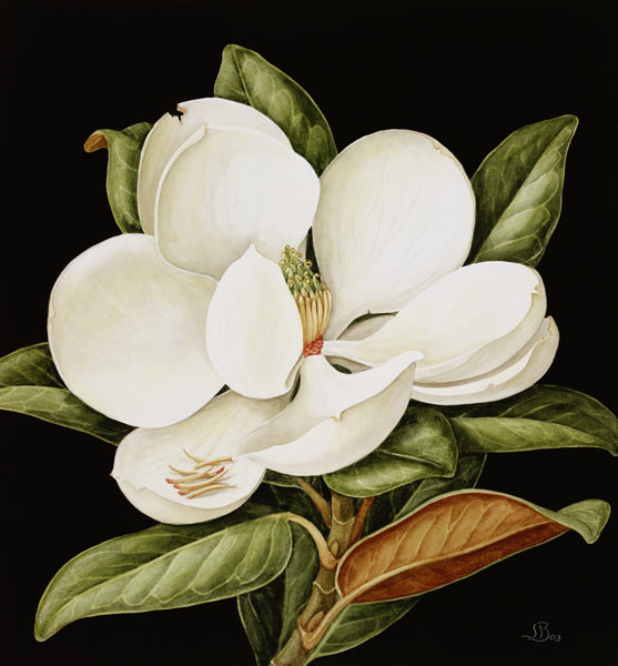 Magnolia Grandiflora, 2003 (w/c on paper)  von Jenny  Barron