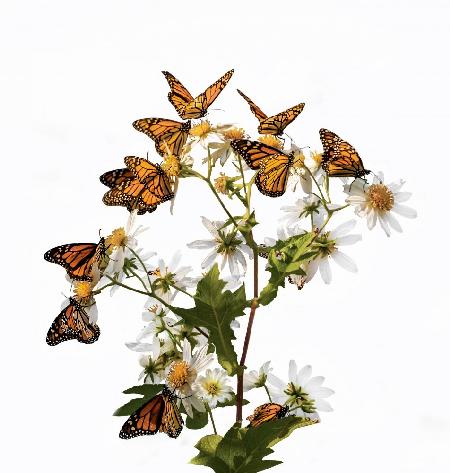 Der Traum von Schmetterlingen