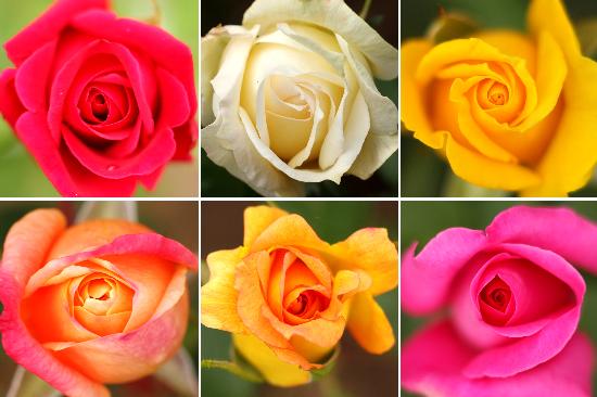 Blühende Rosen im Europa-Rosarium von Jens Wolf