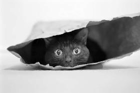 Cat in a bag