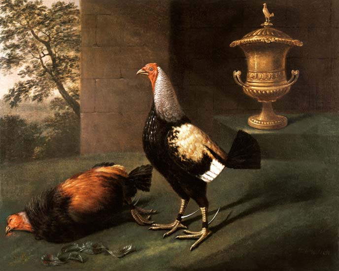 Portrait of `Phenomenon', the silver-laced bantam wearing spurs and standing over his victim von J.F. Wilson