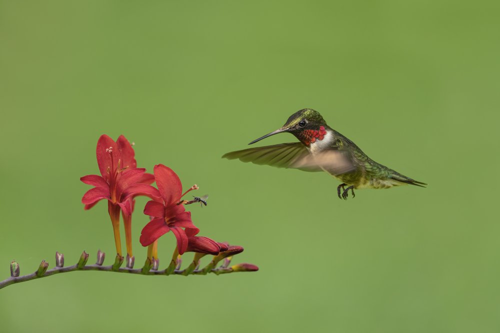 Kolibri und Biene von Jia Chen