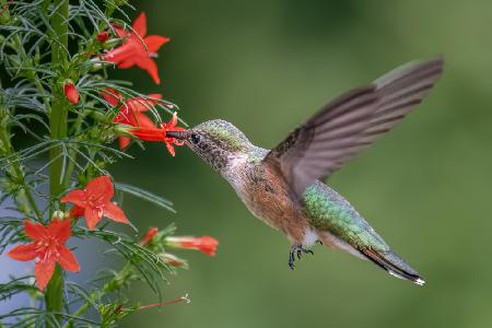 Breitschwanzkolibri