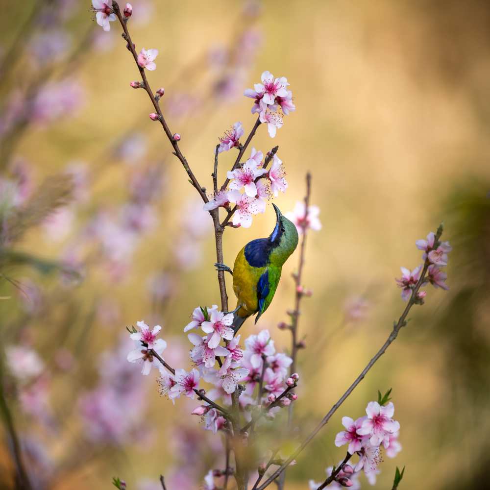 Bird Whispering to the Peach Flower von Jianfeng Wang