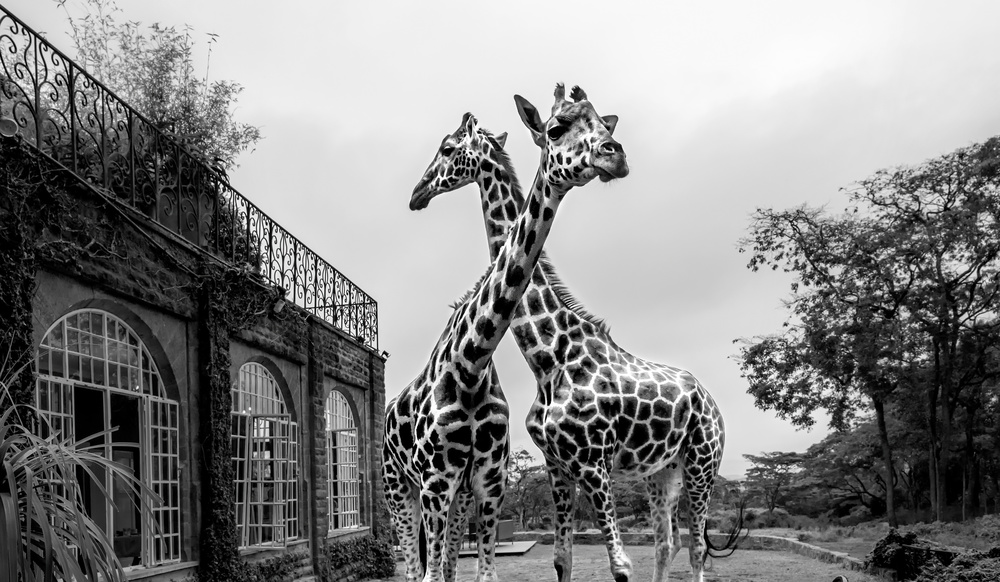 Das Girafferaffe-Herrenhaus von Jie Fischer