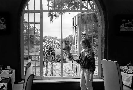 Giraffe und Mädchen