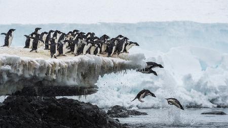 Pinguin springt