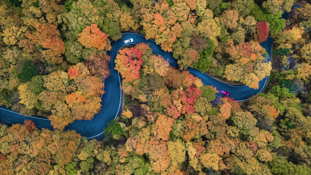 Herbstkurve von Jie Jin