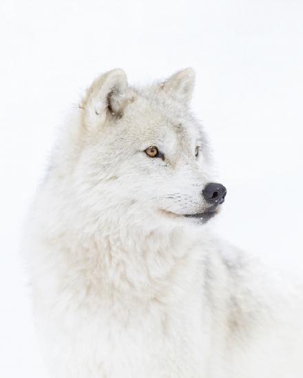 Porträt eines arktischen Wolfes
