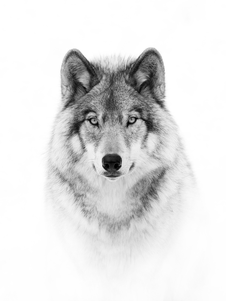 Porträt eines Timberwolfs von Jim Cumming