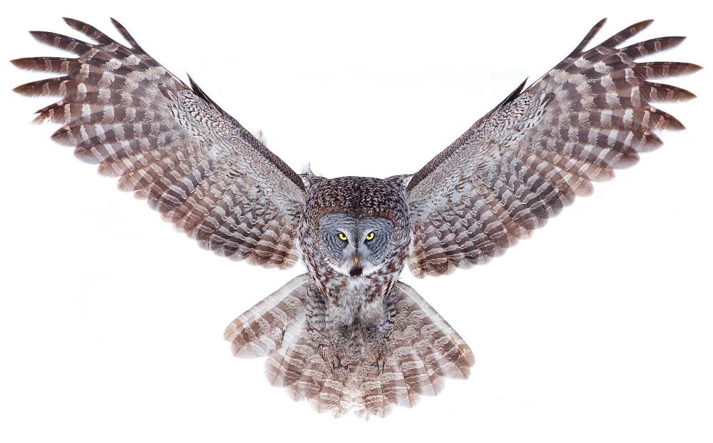 Power - Great Grey Owl von Jim Cumming