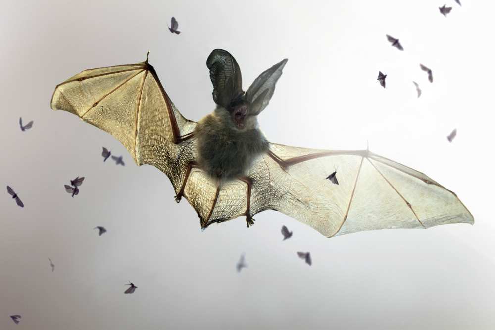 Bat von Jimmy Hoffman