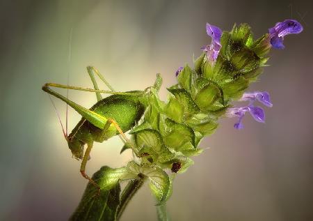 Katydid