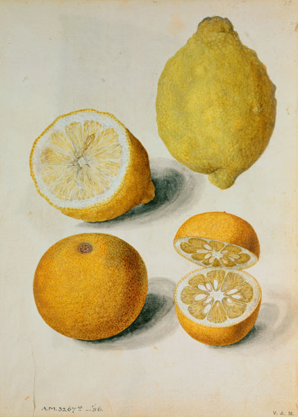 Lemons: Citrus limonum and Citrus aurantium von J.le Moyne  de Morgues