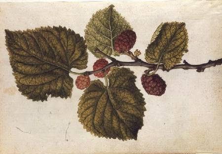 Mulberry: Morus nigra von J.le Moyne  de Morgues