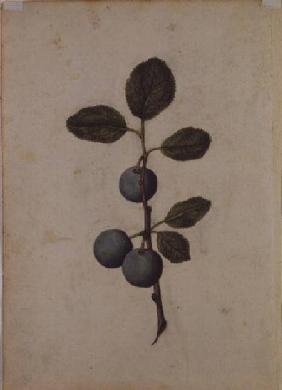 Damson: Prunus domestica c.1568