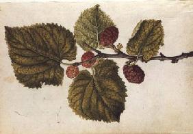 Mulberry: Morus nigra c.1568