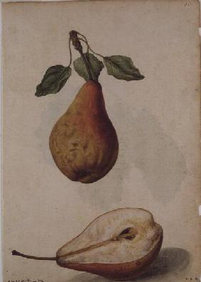 Pear: Pyrus communis c.1568