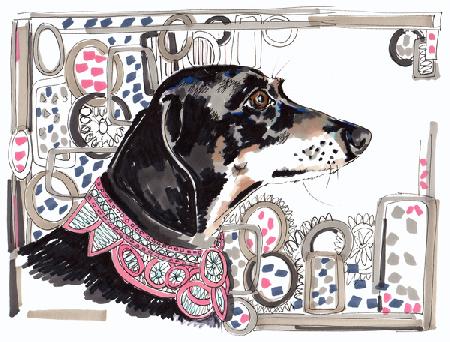 Lacey The Dachshund 2013