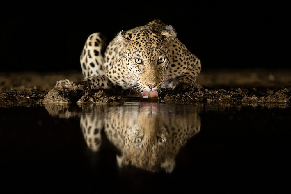 Leopard trinkt von Joan Gil Raga