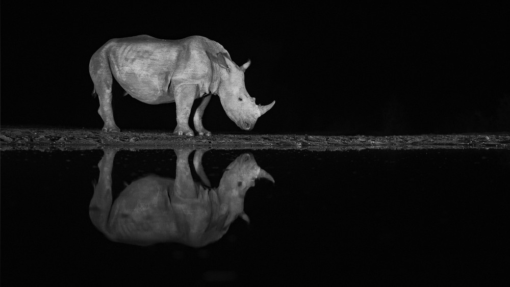 Nashorn in der Nacht von Joan Gil Raga