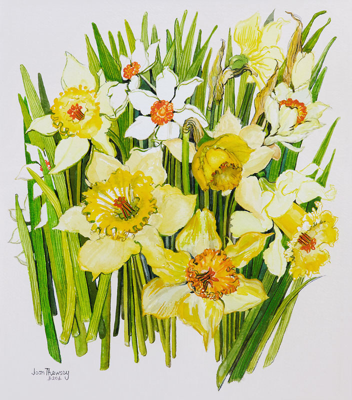 Daffodils and narcissus von Joan  Thewsey
