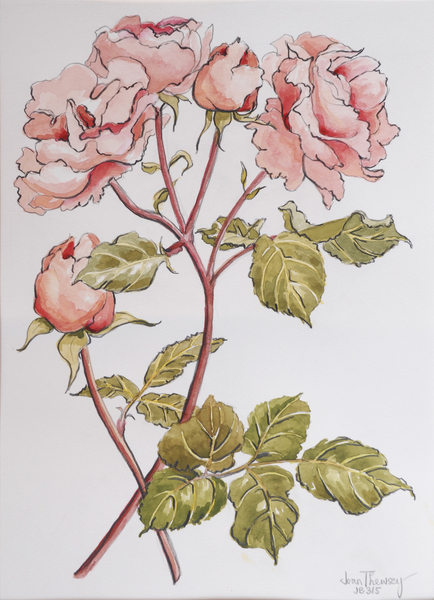 Roses,Abraham Darby von Joan  Thewsey