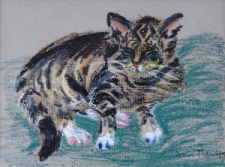 Tabby Cat 2005