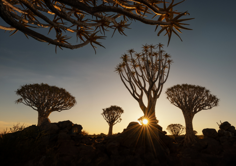 Die Köcherbäume in Namibia von Joan Zhang