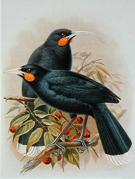 Huia, illustration from 'A History of the Birds of New Zealand' by W.L. Buller von Johan Gerard Keulemans