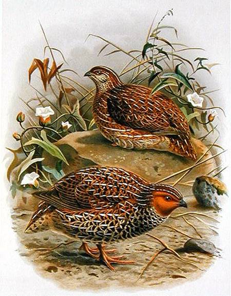 New Zealand Quail, illustration from 'A History of the Birds of New Zealand' by W.L. Buller von Johan Gerard Keulemans