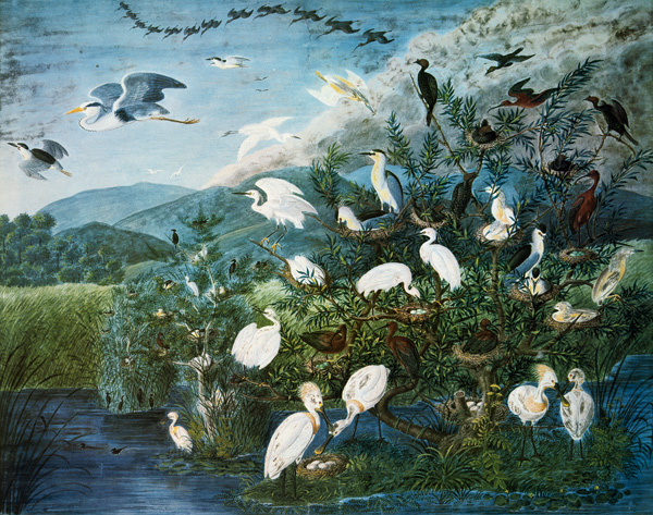 Vogelleben in einem ungarischen Sumpf von Johann Friedrich Naumann