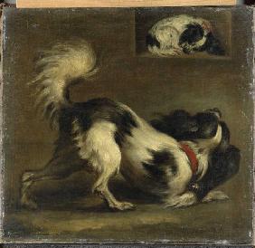 Zwei Bologneser Hunde (Kontinentale Zwergspaniel) Um 1755