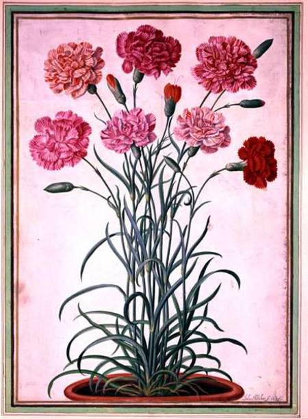 Carnations growing from a pot, plate 25 from the Nassau Florilegium  on von Johann Jakob Walther