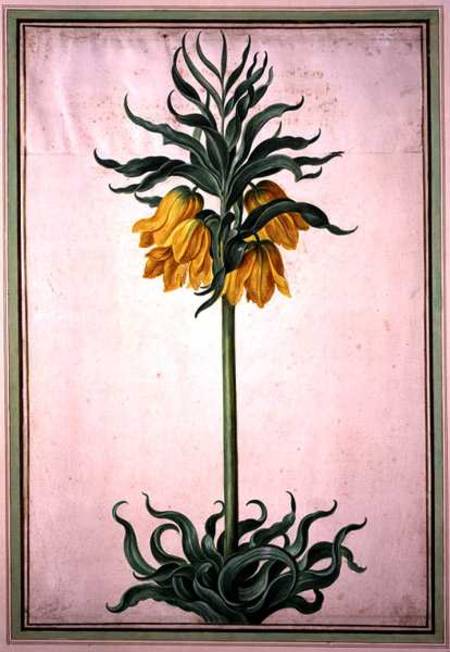 Fritillaria imperialis 'Aurora' (crown imperial) plate 23 from the Nassau Florilegium von Johann Jakob Walther