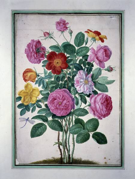 Roses, plate 4 from the Nassau Florilegium  on von Johann Jakob Walther