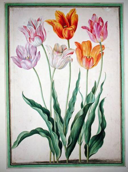 Tulips, from the 'Nassau Florilegium'  on von Johann Jakob Walther