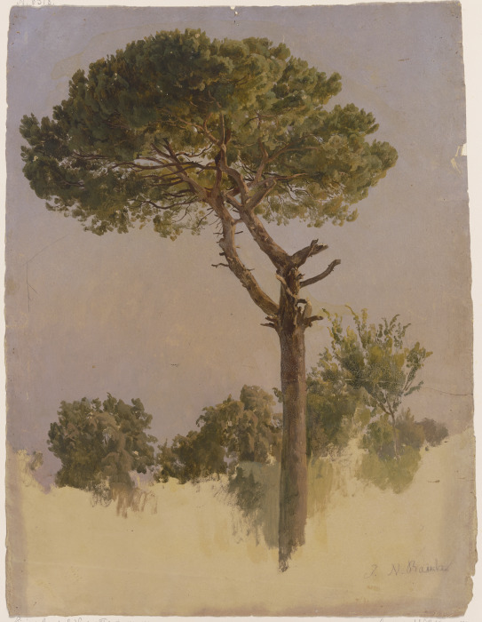 Pinienbaum bei S. Nicola da Tolentino in Rom von Johann Nepomuk Rauch
